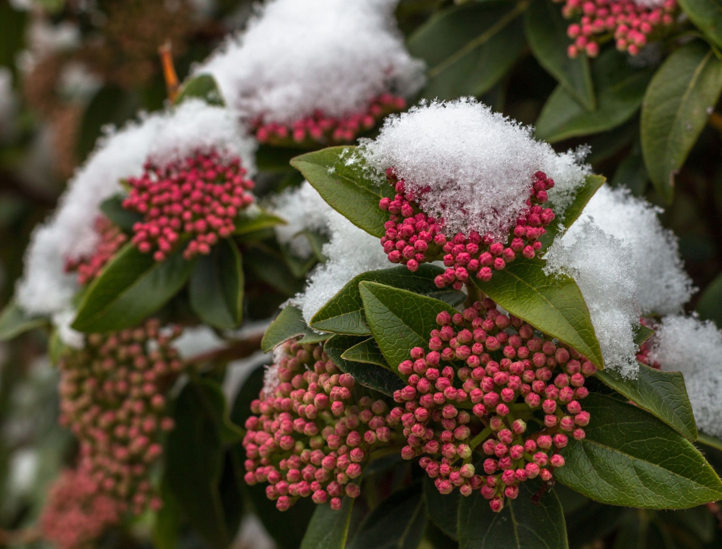 Hydrangea covered with snow