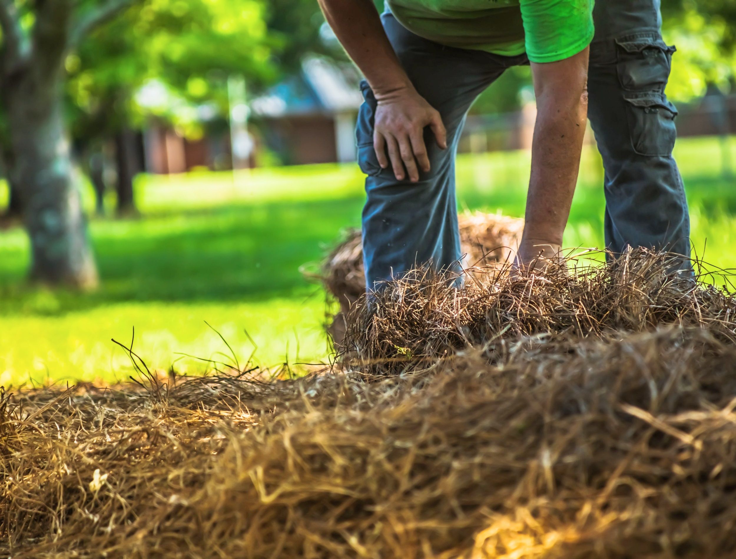 5 Alternatives to Mulch