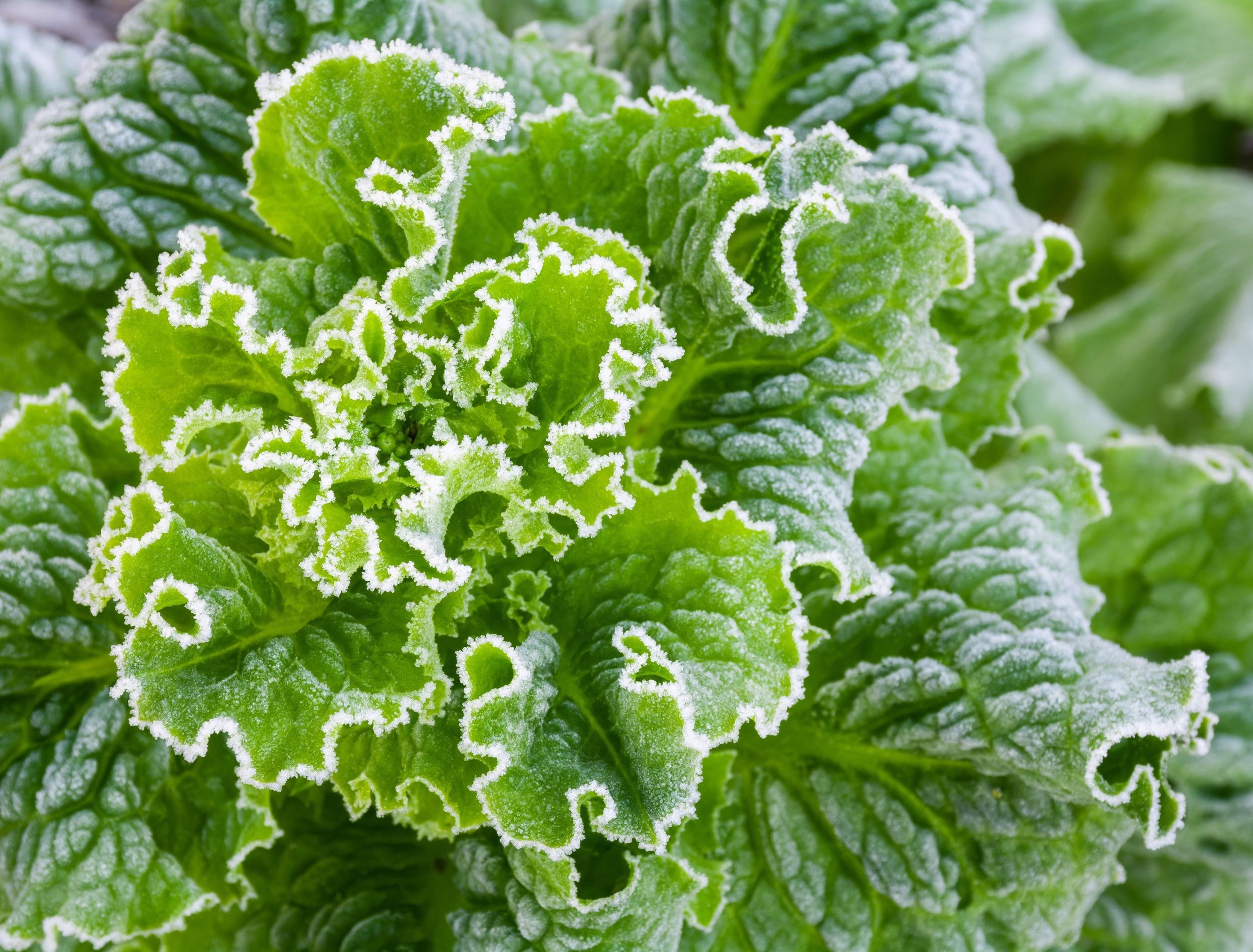 Lettuce leaves are covered with frost