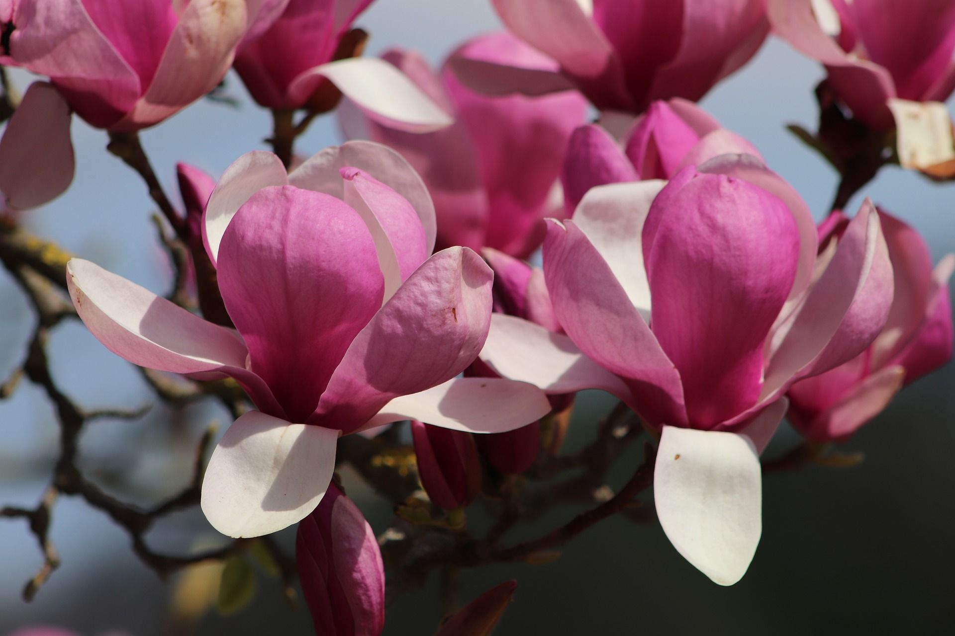 Spring magnolia flowers