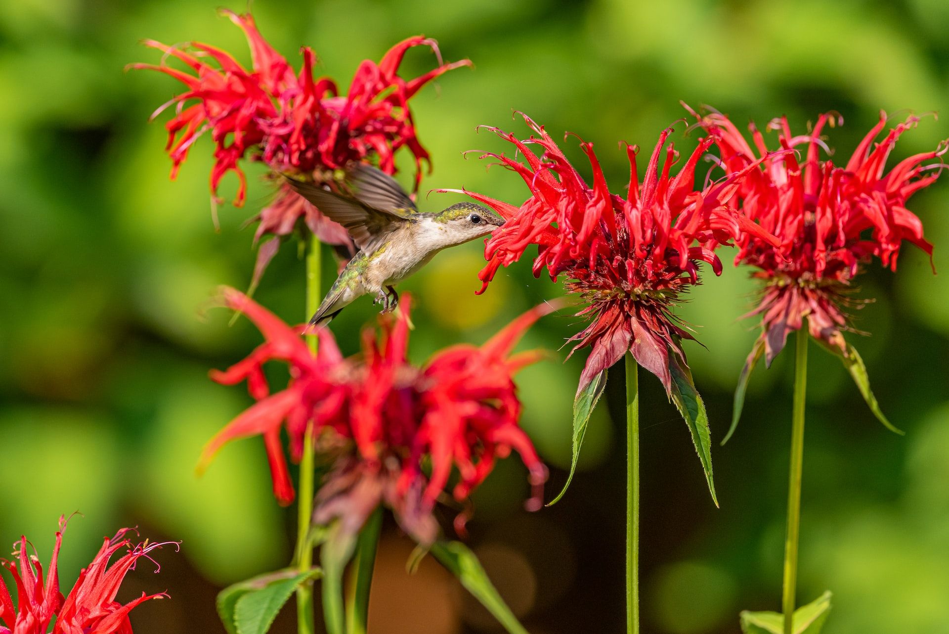 Bee balm with hummingbird
