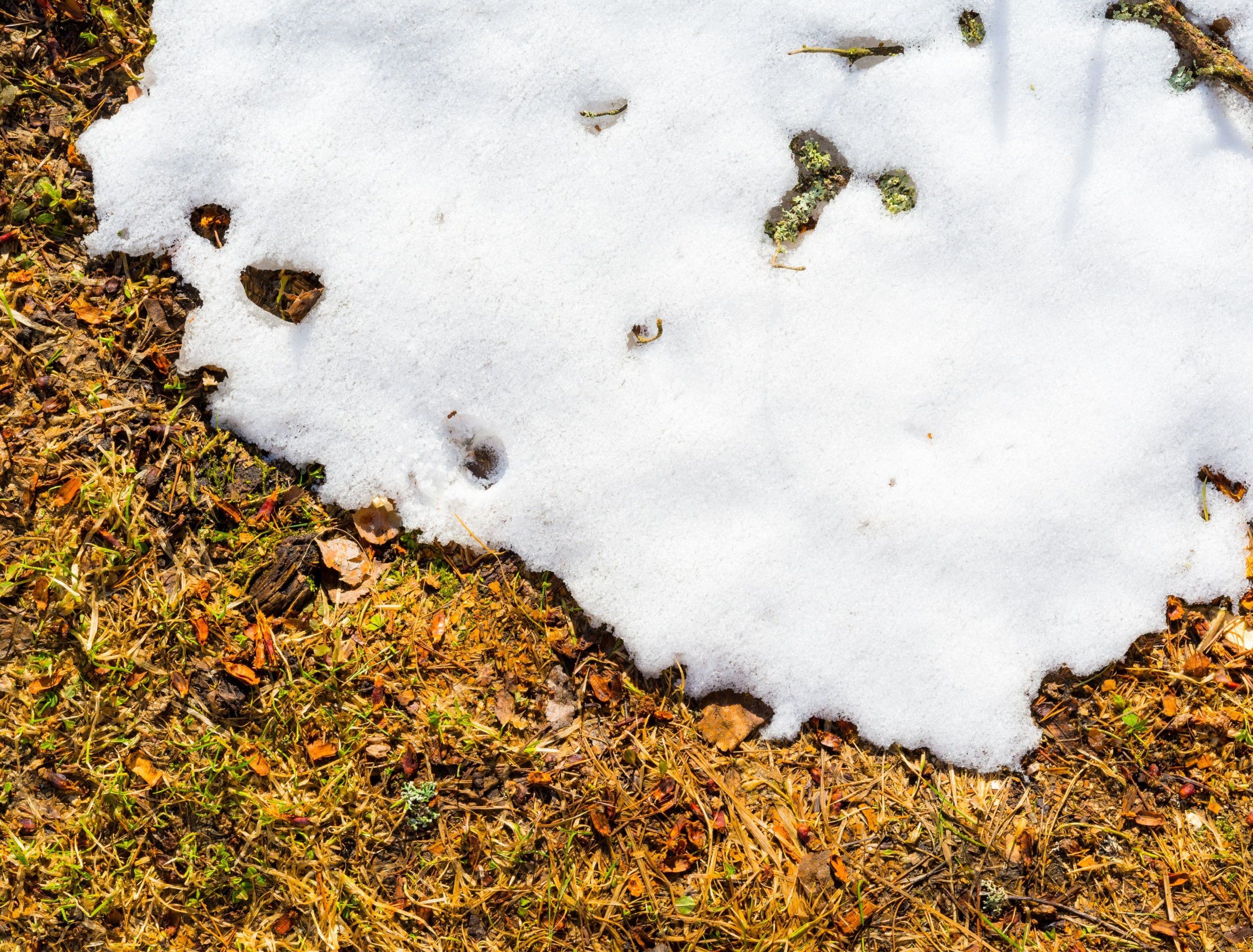 Springtime, large layer of snow melts on the ground and grass rises. Close up view from above