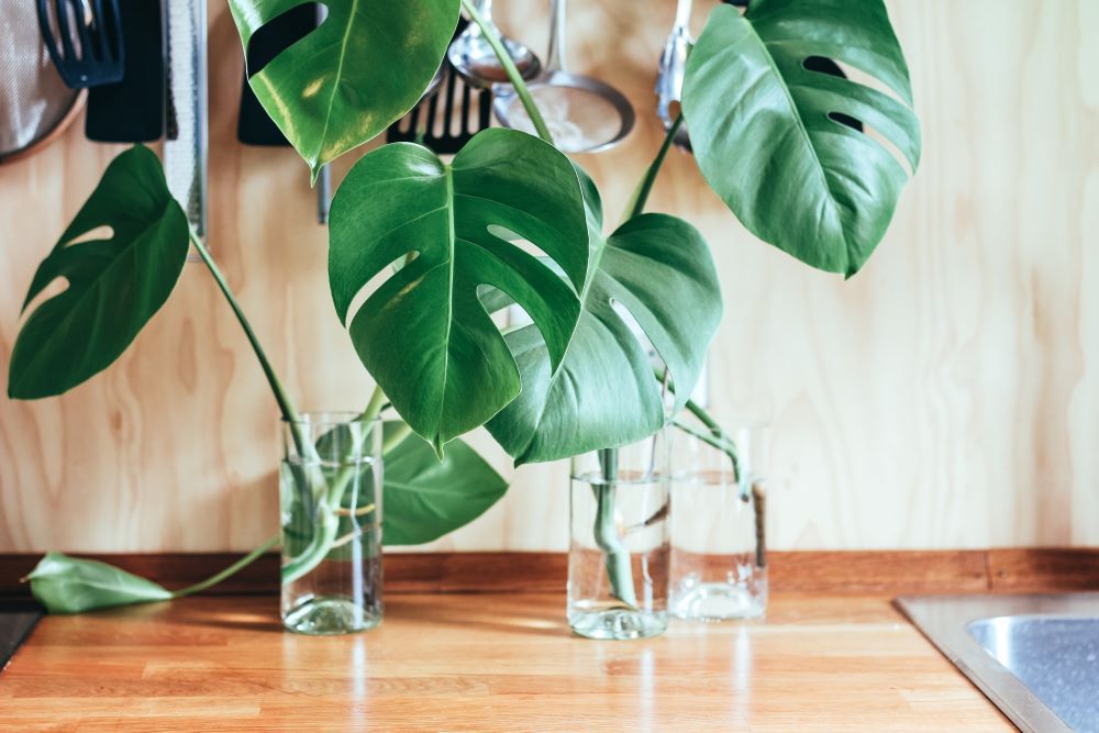 Monstera cuttings rooting in vases of water with visible root growth