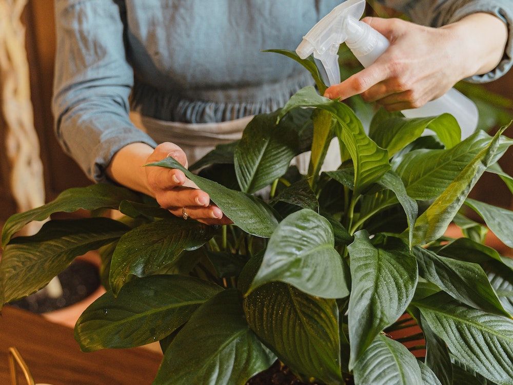 How To Care For Your Peace Lily