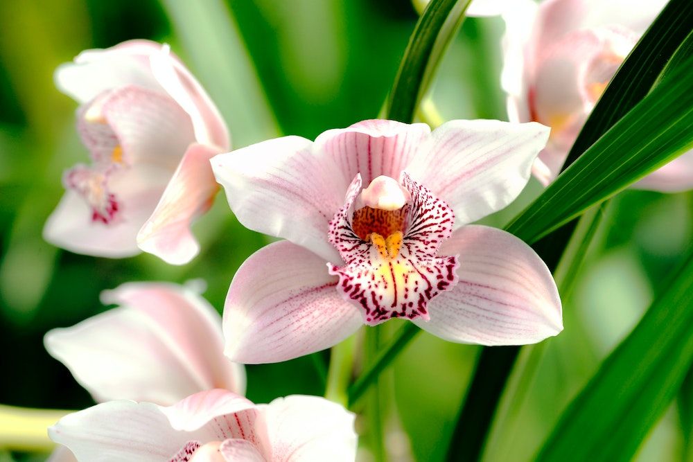 caring for orchids
