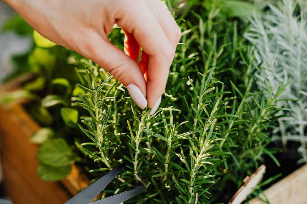 Person Cutting a Rosemary Herb Using Black Scissors