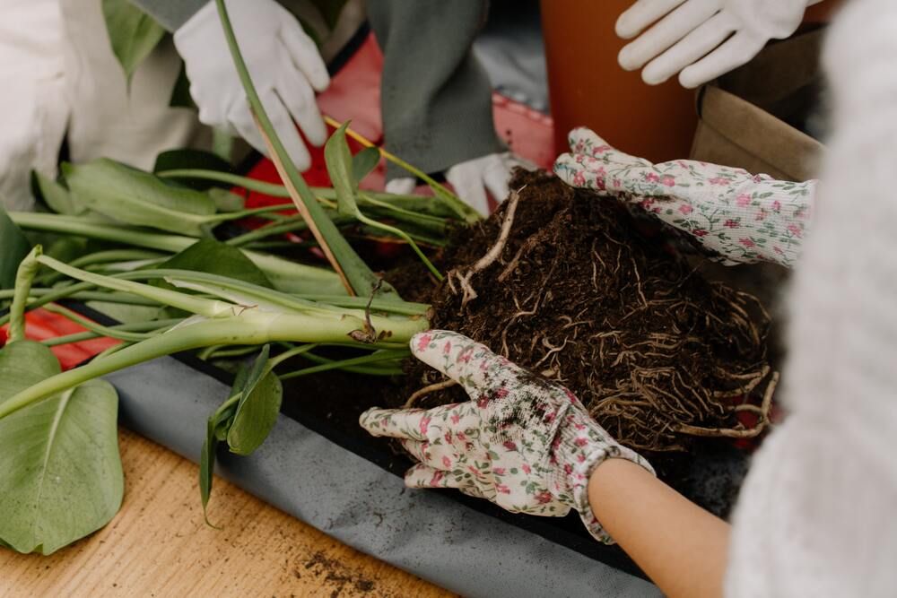 hands with floral gardening gloves holding dirt and roots from potted plant