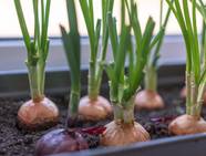 Planting Onions In Containers How To Plant And Grow Onions