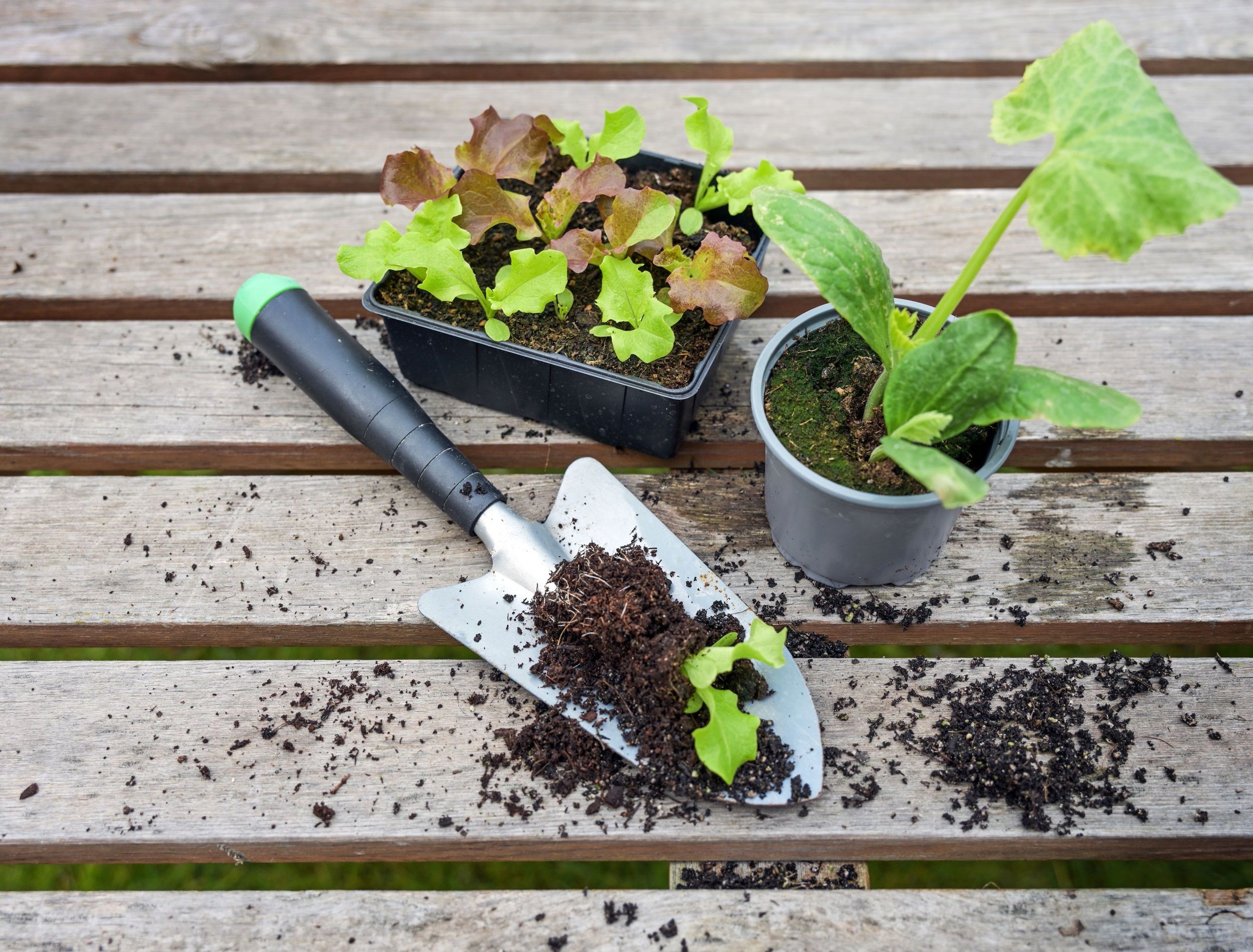 Young lettuce plants, a potted zucchini seedling and a planting shovel on a wooden outdoor table, ready for planting in the kitchen garden or on the balcony, copy space, selected focus