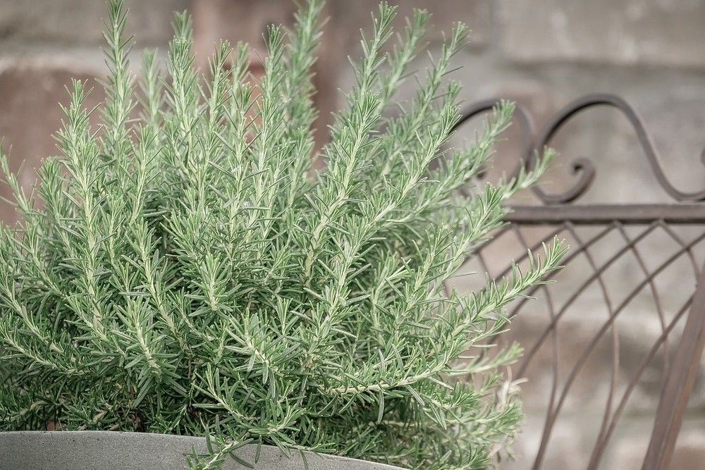 potted rosemary on a chair outside