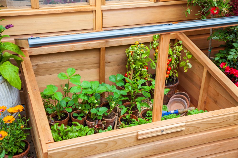 Outdoor wooden cold frame for growing seedlings, vegetables, herbs and fruit.