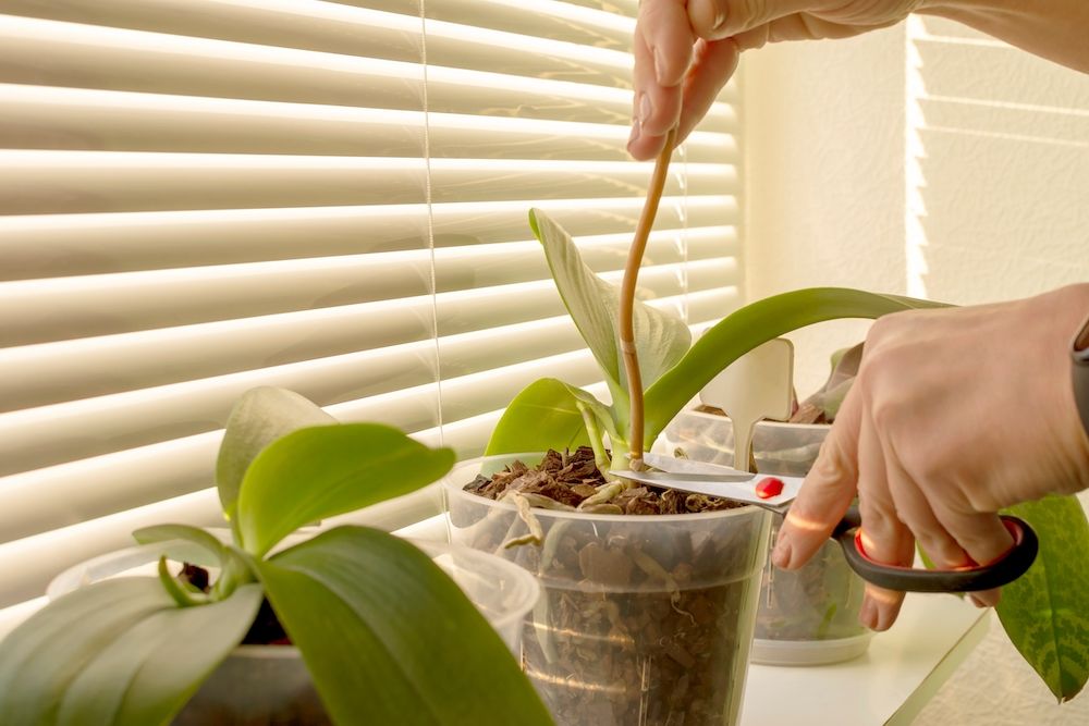 Woman hands cutting old orchid blooming spikes from the orchid. Cutting it with scissors. Home gardening