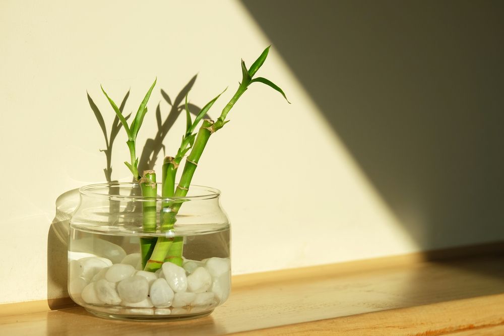 Bamboo plant in water