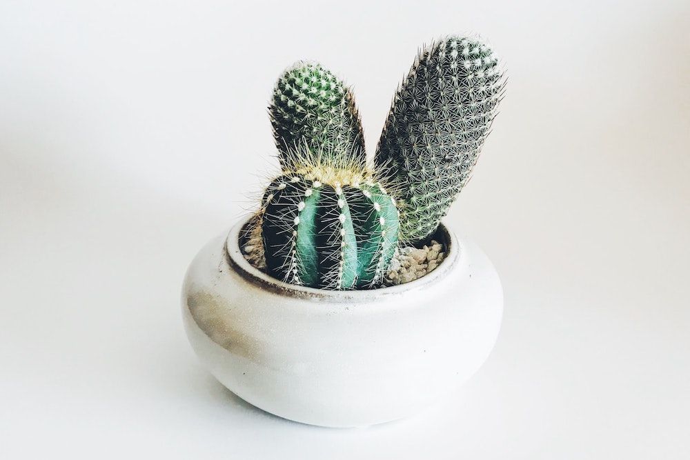 cactus in ceramic vase