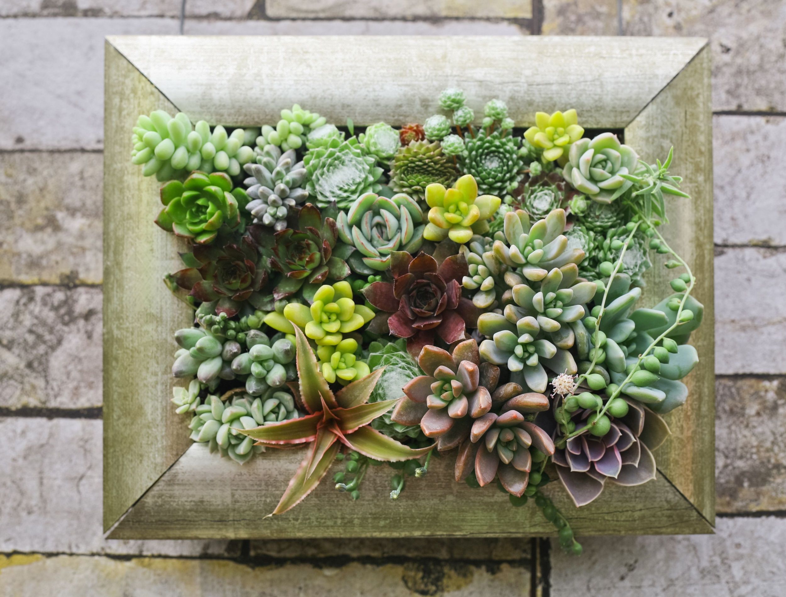Living succulent picture or vertical succulent garden in a frame on the wall