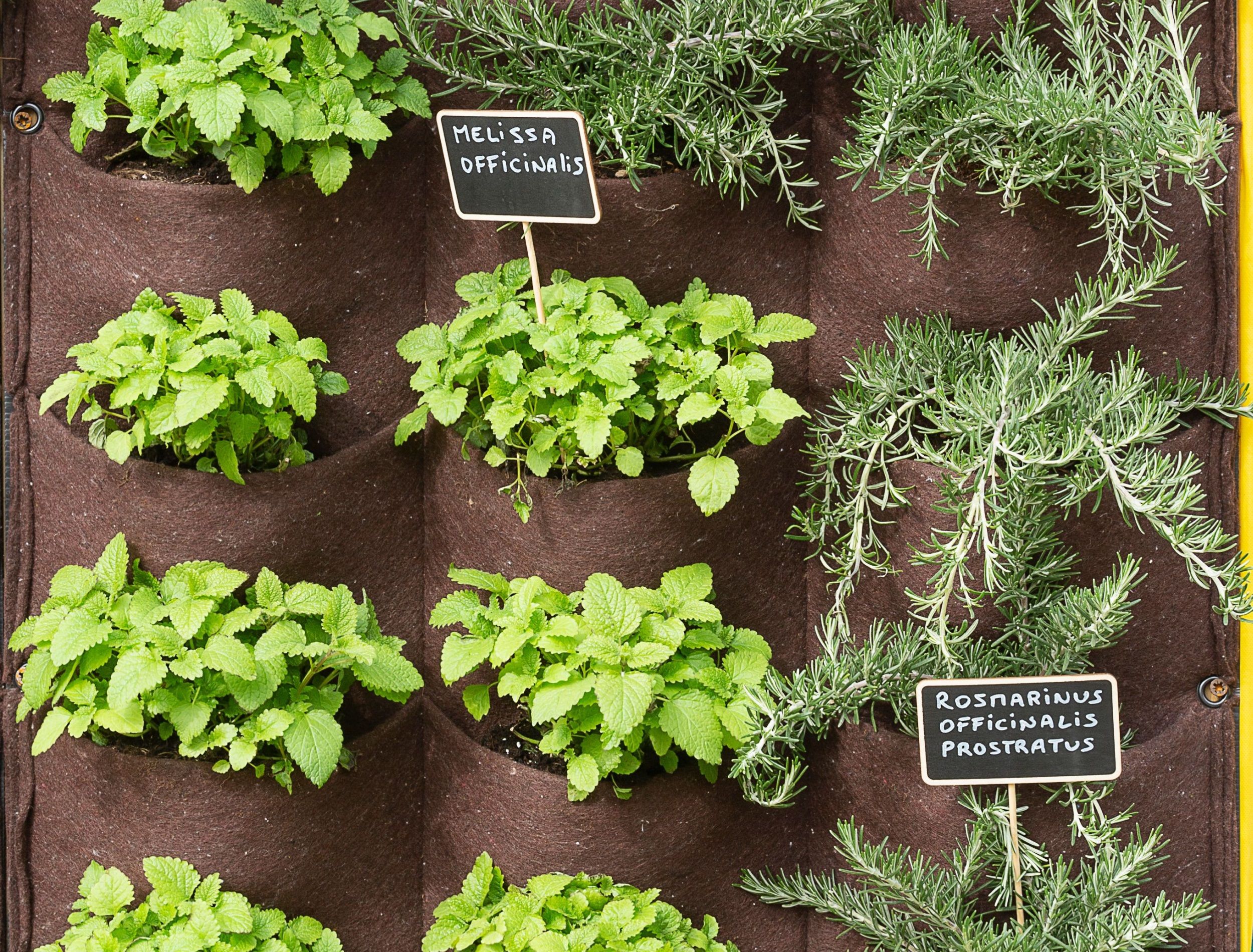 Vertical wall pocket garden with lemon balm (melissa officinalis) and rosemary (rosmarinus officinalis prostratus), with name tags
