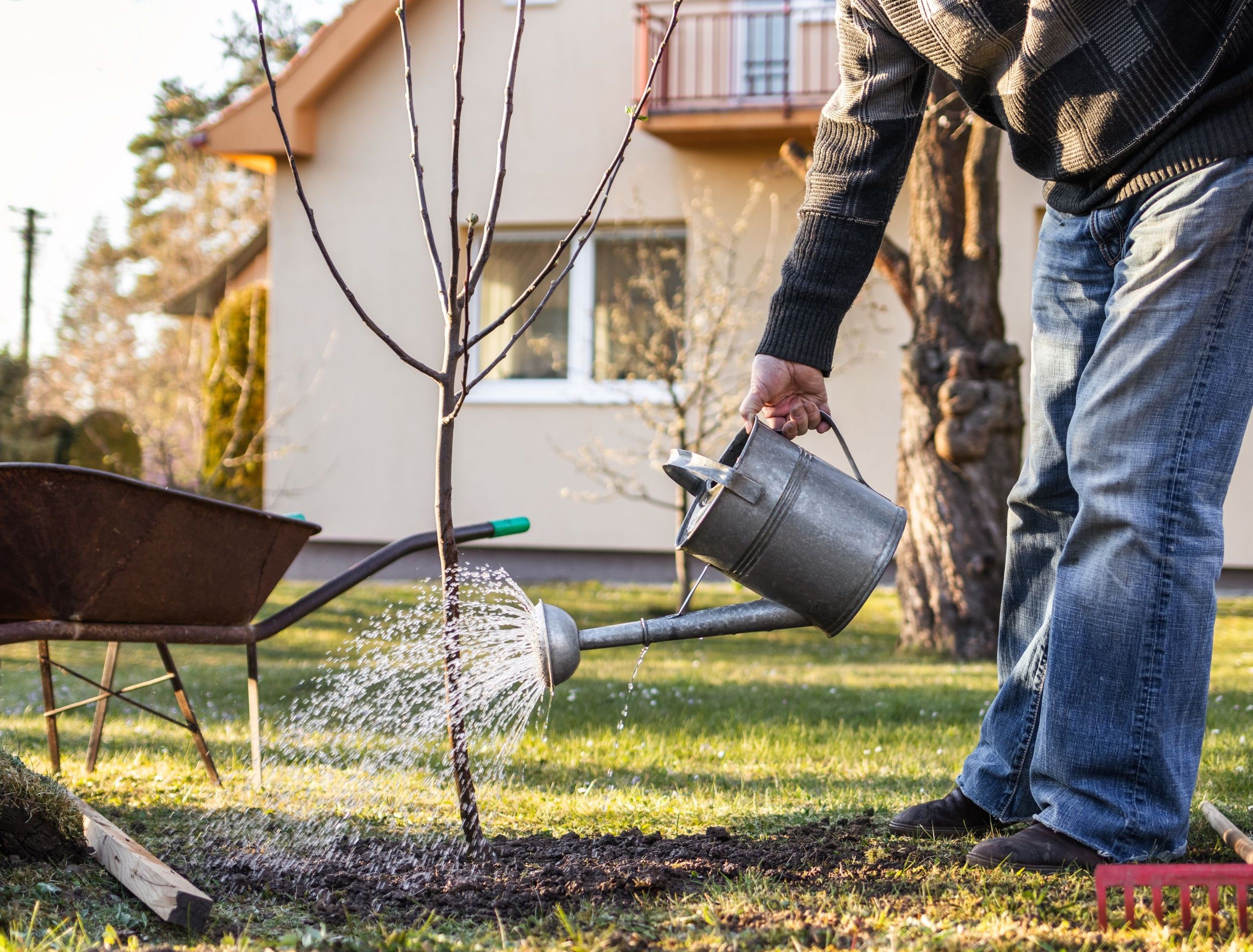 Watering freshly planted fruit tree in garden. Senior man gardening at his backyard during springtime. Using watering can after planting tree