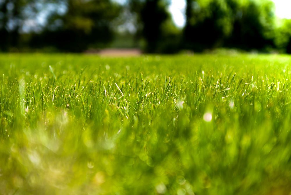 A field of well-maintained grass