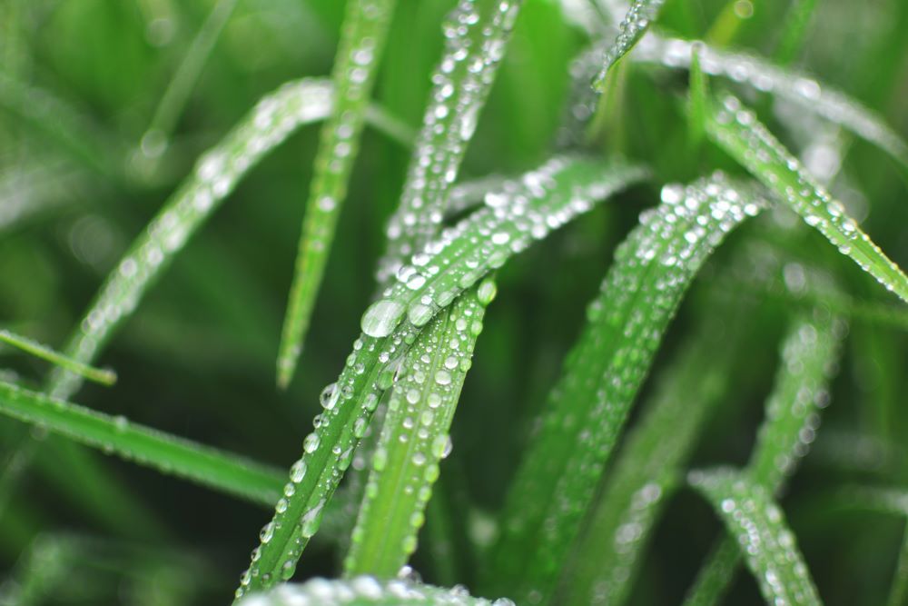 Blades of grass covered in water droplets