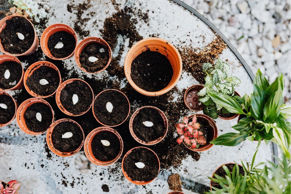 Seeds being planted in pots