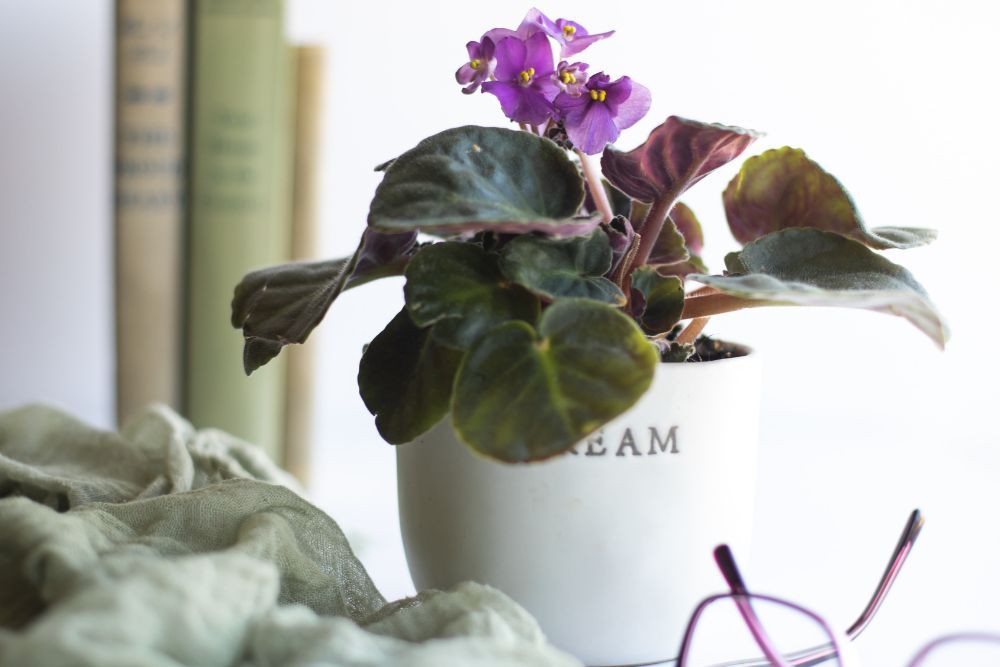 African Violet Houseplant Next to Books
