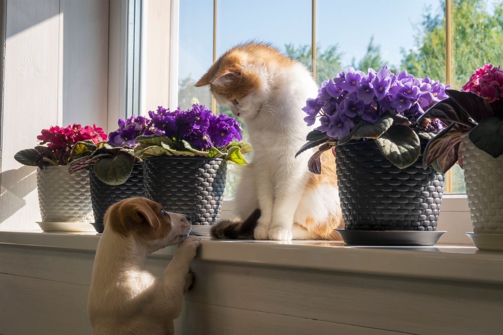 African Violets with a puppy and a kitten