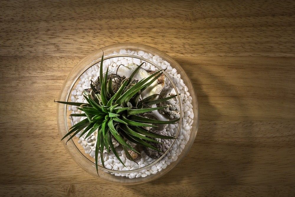 How Often to Water Your Air Plants