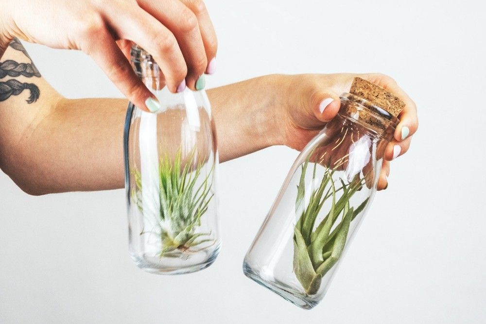 Studio shot of a woman holding two glasses filled with air plants