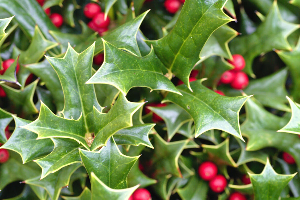 American Holly Ilex Opaca Christmas Plants with green leaves and red berries
