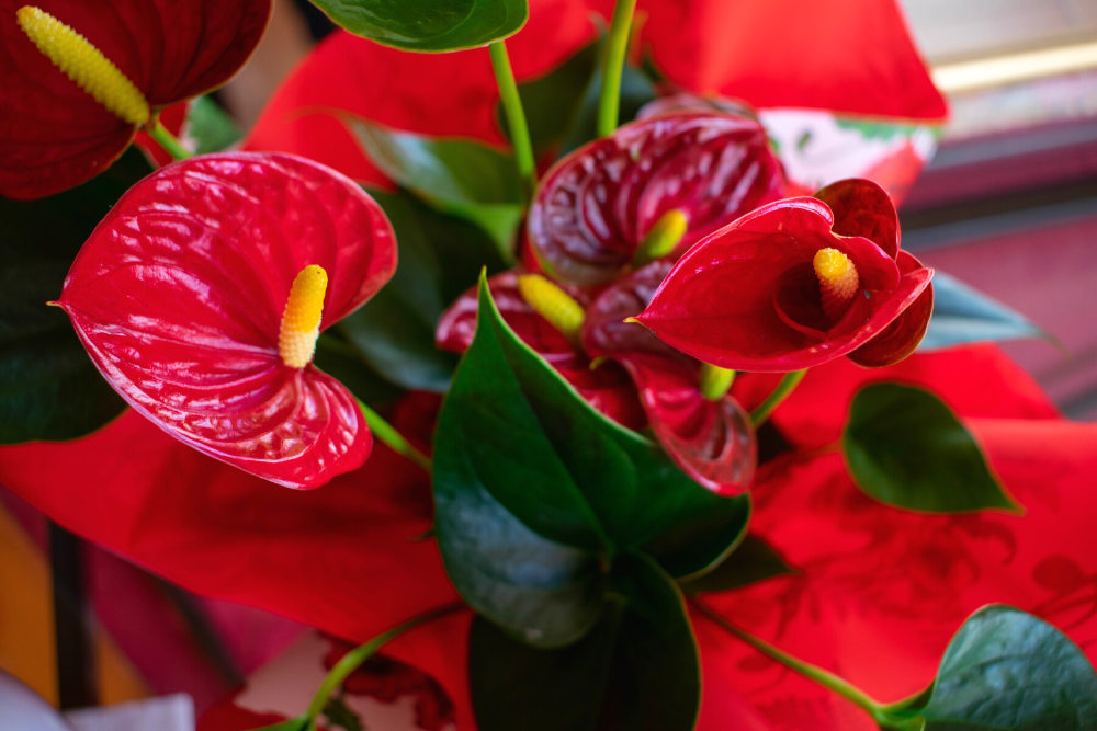 Anthurium Houseplants with Red Flowers and Green foliage