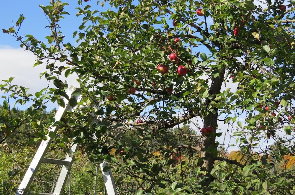 Ladder next to apple tree