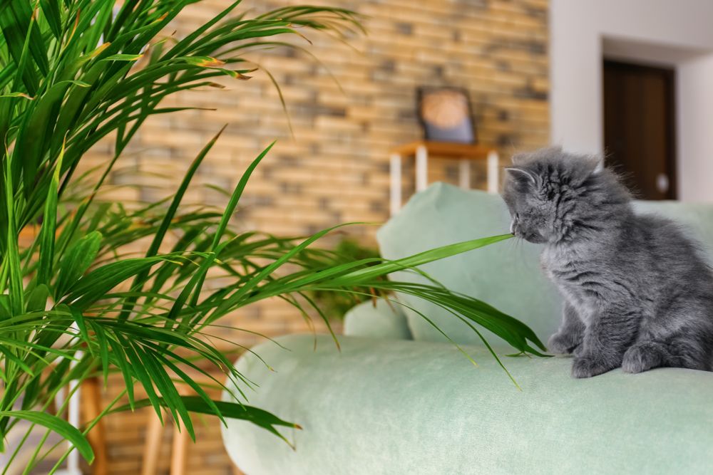 Areca Palm with kitten