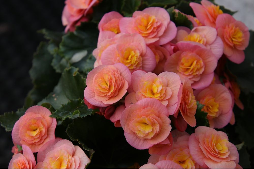 Close up image of light pink begonia flowers