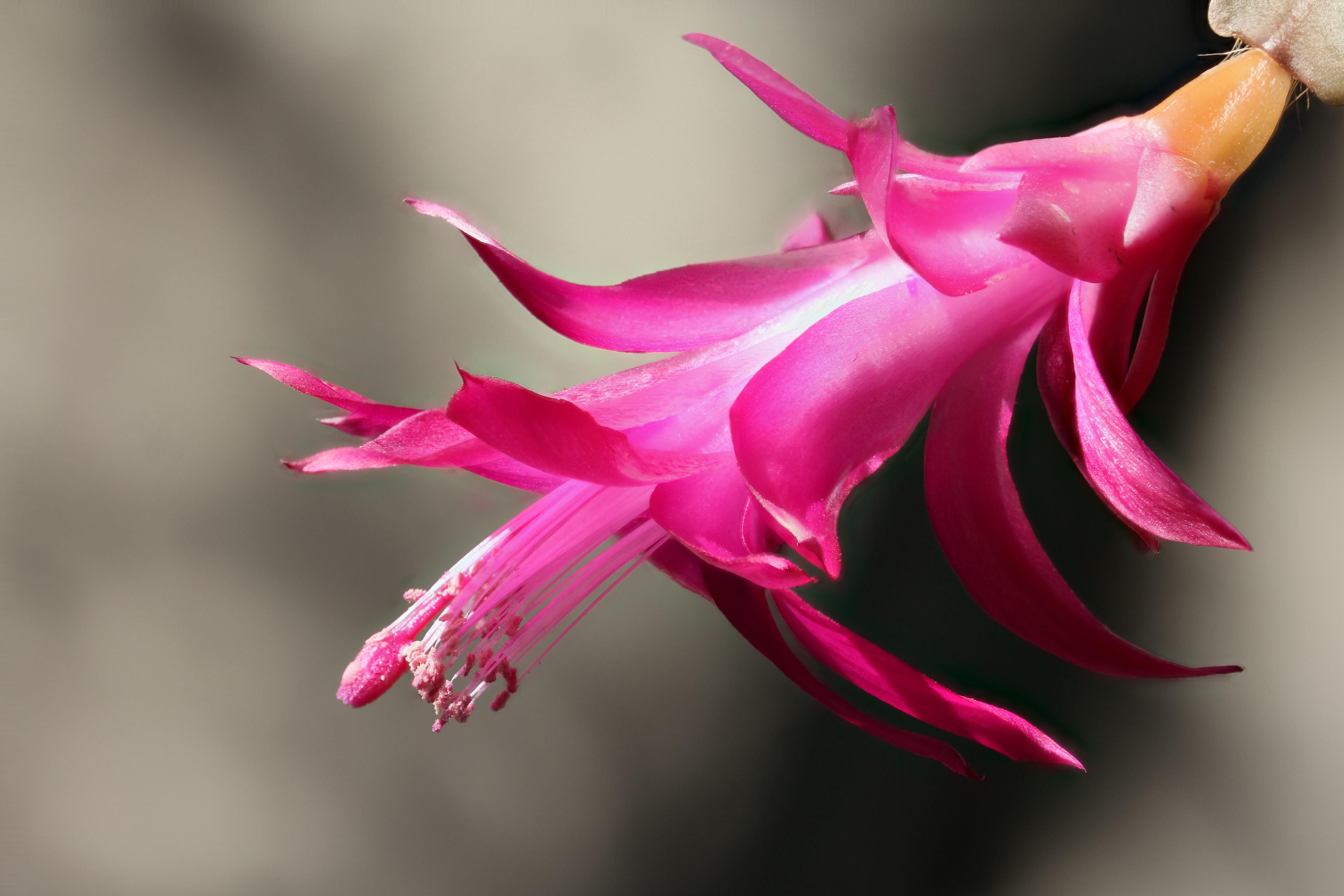 Christmas Cactus pink flower