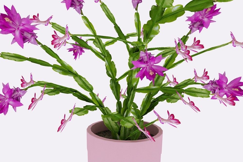 Purple flower in a pink pot