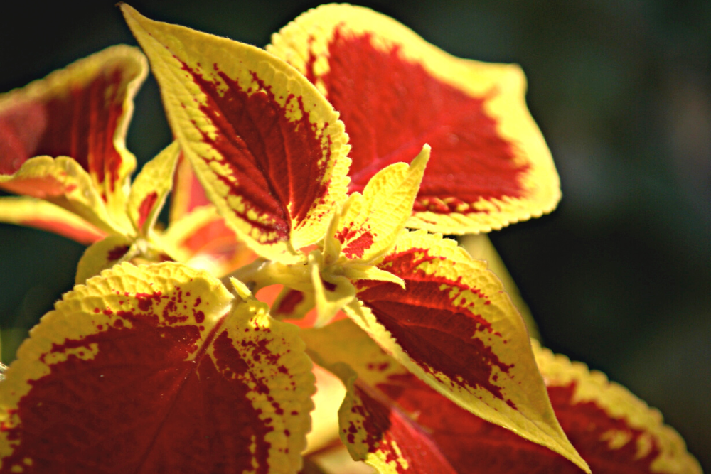 Coleus with Red and Gold Leaves for Christmas Plants