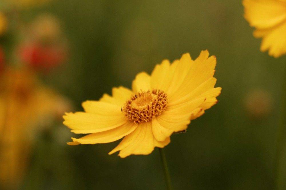 Yellow Flowers with Blurry Background