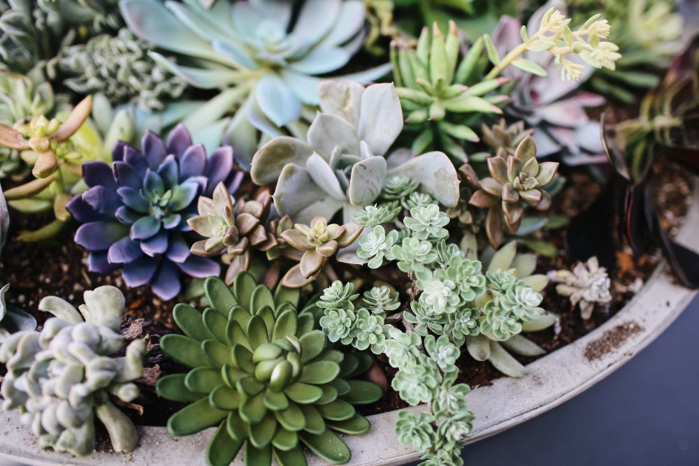 Various succulents growing together in a pot