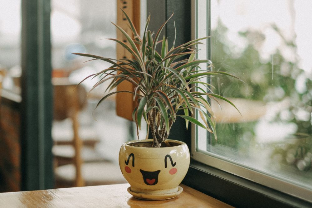 Dragon tree in a smiling pot on a table