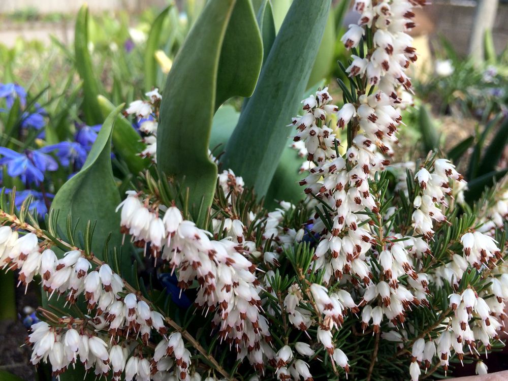 Erica carnea f. alba ‘Springwood White’ Winter Heath 