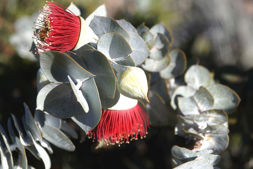 How To Grow Eucalyptus Indoors
