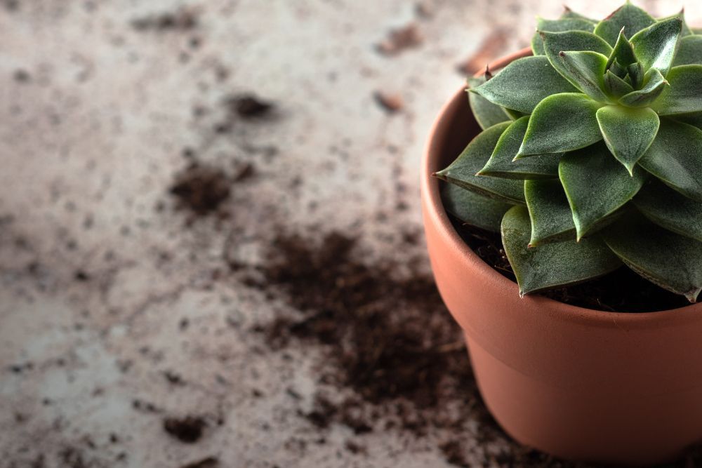 succulent in pot with soil on the table around it