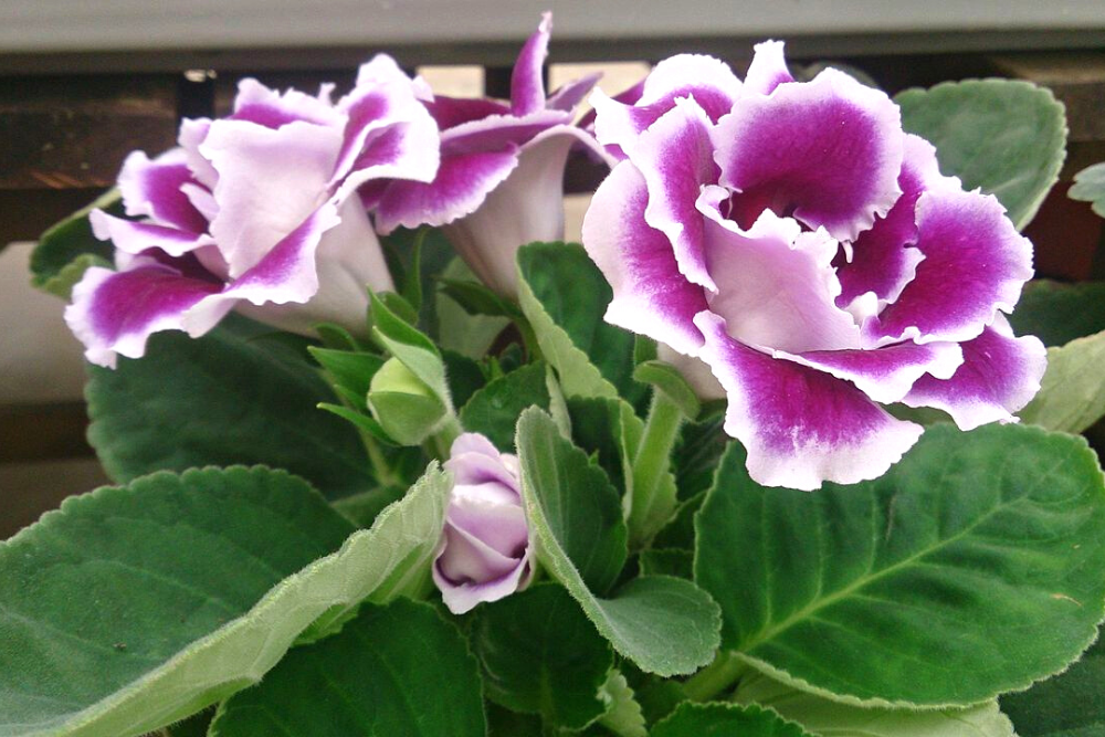 Gloxinia Houseplant with White and Purple Flowers and Green Foliage