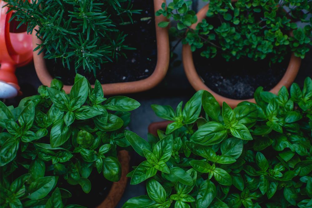 Different types of potted herbs