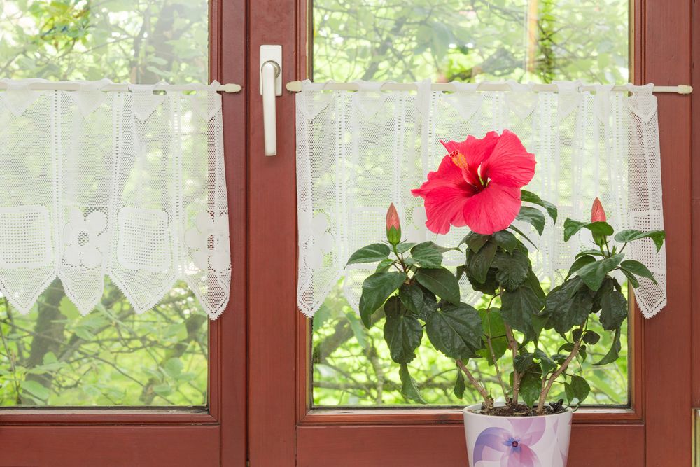 Hibiscus next to a window