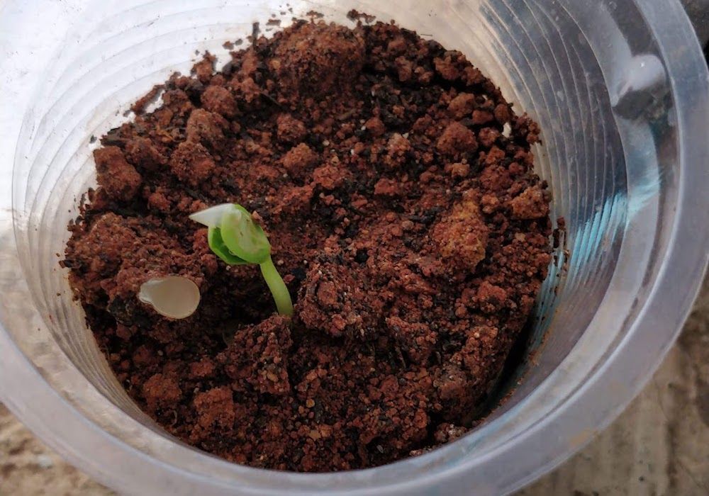 Seedling germinated