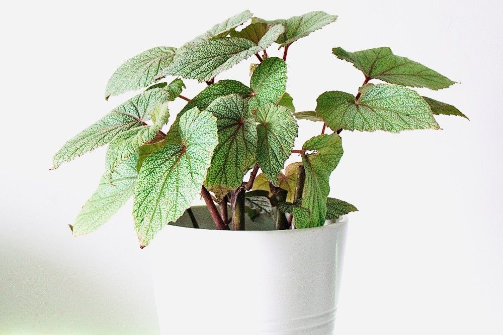 Indoor begonia in white pot