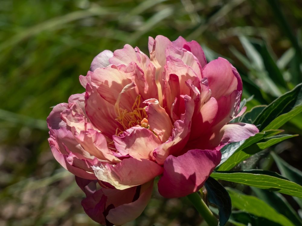 Itoh or Intersectional Peony