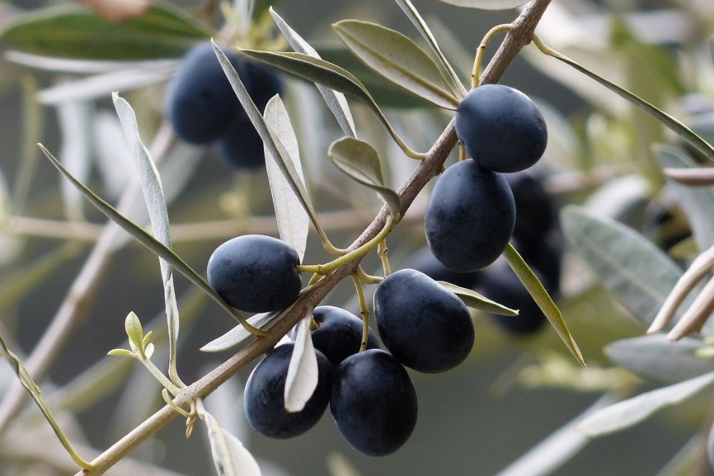 Close up image of black olives on an olive tree branch