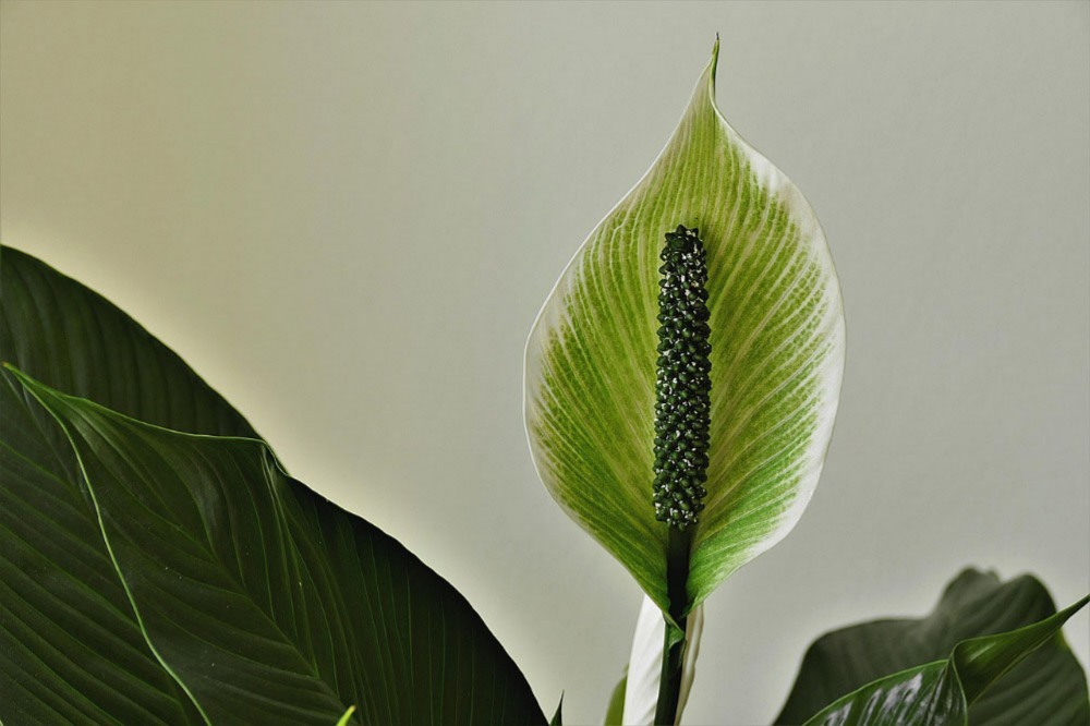 Tall Peace Lily
